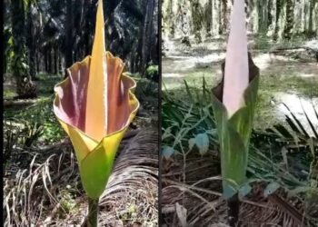 Bunga Bangkai Tumbuh Di Kebun, Bentuknya Mirip Yang Ada di Kebun Raya Bogor