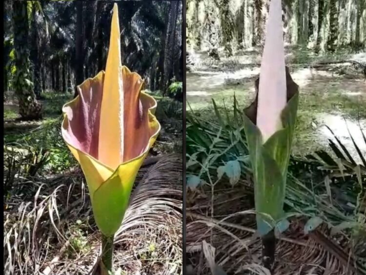 Bunga Bangkai Tumbuh Di Kebun, Bentuknya Mirip Yang Ada di Kebun Raya Bogor
