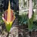 Bunga Bangkai Tumbuh Di Kebun, Bentuknya Mirip Yang Ada di Kebun Raya Bogor