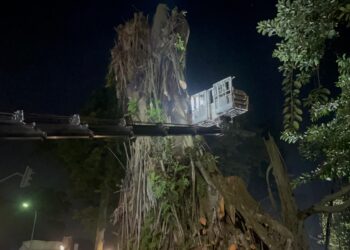 Antisipasi Bahaya, Pemangkasan Karet Kebo Raksasa di Pusat Kota Bogor Terus Berlanjut