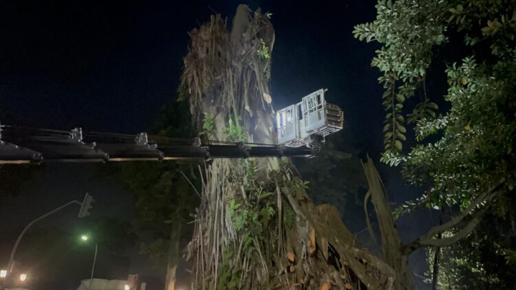 Antisipasi Bahaya, Pemangkasan Karet Kebo Raksasa di Pusat Kota Bogor Terus Berlanjut