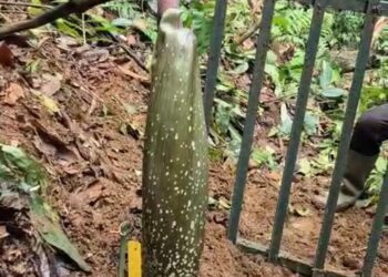 Tinggal Menunggu Hari, Bunga Bangkai Kebun Raya Bogor Yang 6 Tahun Tertidur Mulai Bangkit