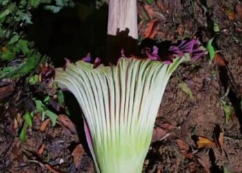 Bunga Bangkai di Kebun Raya Bogor Sudah Mekar, Begini Penampakanya, Warga Bisa Lihat Langsung