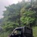 pohon lame